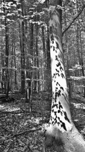Lone tree with shadows