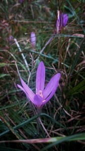 Autumn crocus