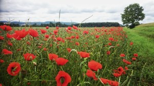 Poppies along the Donau, near Regensburg